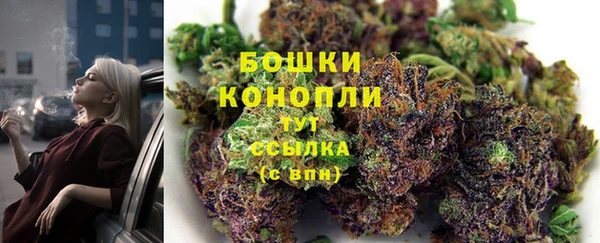 прущие грибы Белокуриха